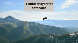 tender shayari for soft souls